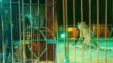 Tigre atacó a su domador durante un show de circo en Italia, ¿qué pasó?