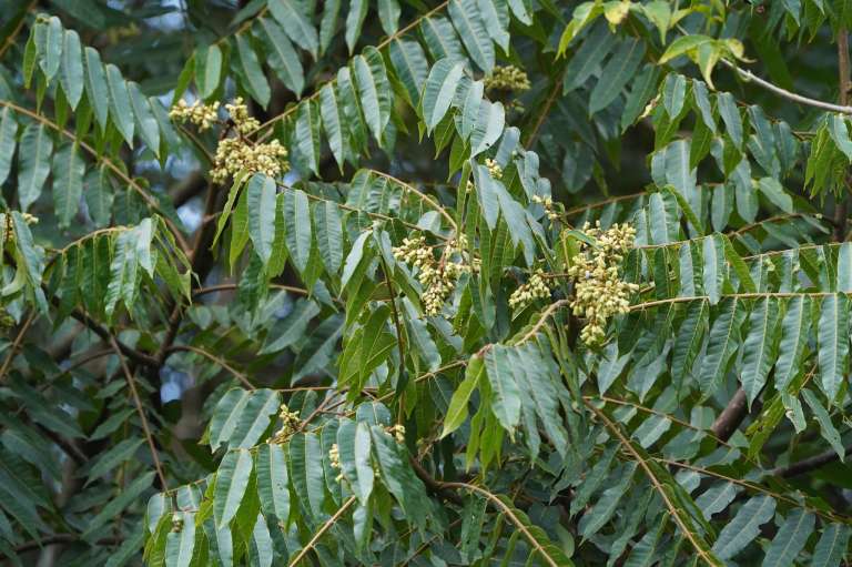 Otro nombre de Bogotá que guarda relación con un árbol es Cedritos, en el norte de la ciudad. El barrio debe su nombre a la antigua Hacienda El Cedro, un extenso terreno donde abundaban los cedros y que comenzó a urbanizarse a mediados del siglo XX. Entre las especies asociadas a este nombre está el cedro de montaña (Cedrela montana), un árbol nativo de los Andes que puede alcanzar hasta 35 metros de altura, vivir más de 100 años y cuya madera es apreciada en construcción y ebanistería. Así, el nombre de Cedritos conserva parte de la historia del paisaje que alguna vez caracterizó esta zona de Bogotá.