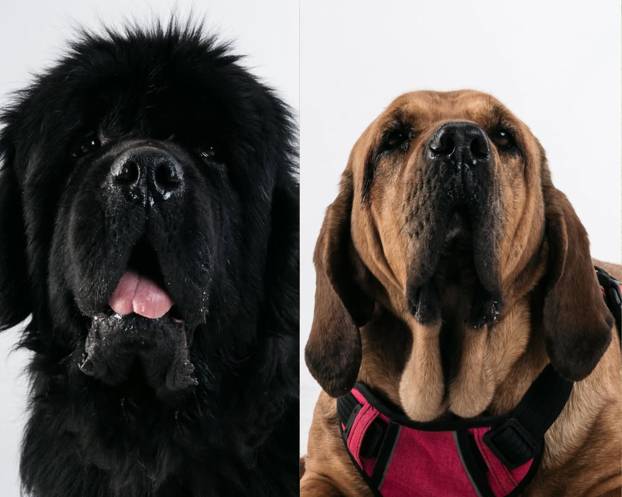 “No los separen”: buscan hogar para Agustín y Thea, dos perros maltratados y explotados