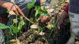 En video: así reforestan la Amazonía los excombatientes de las FARC
