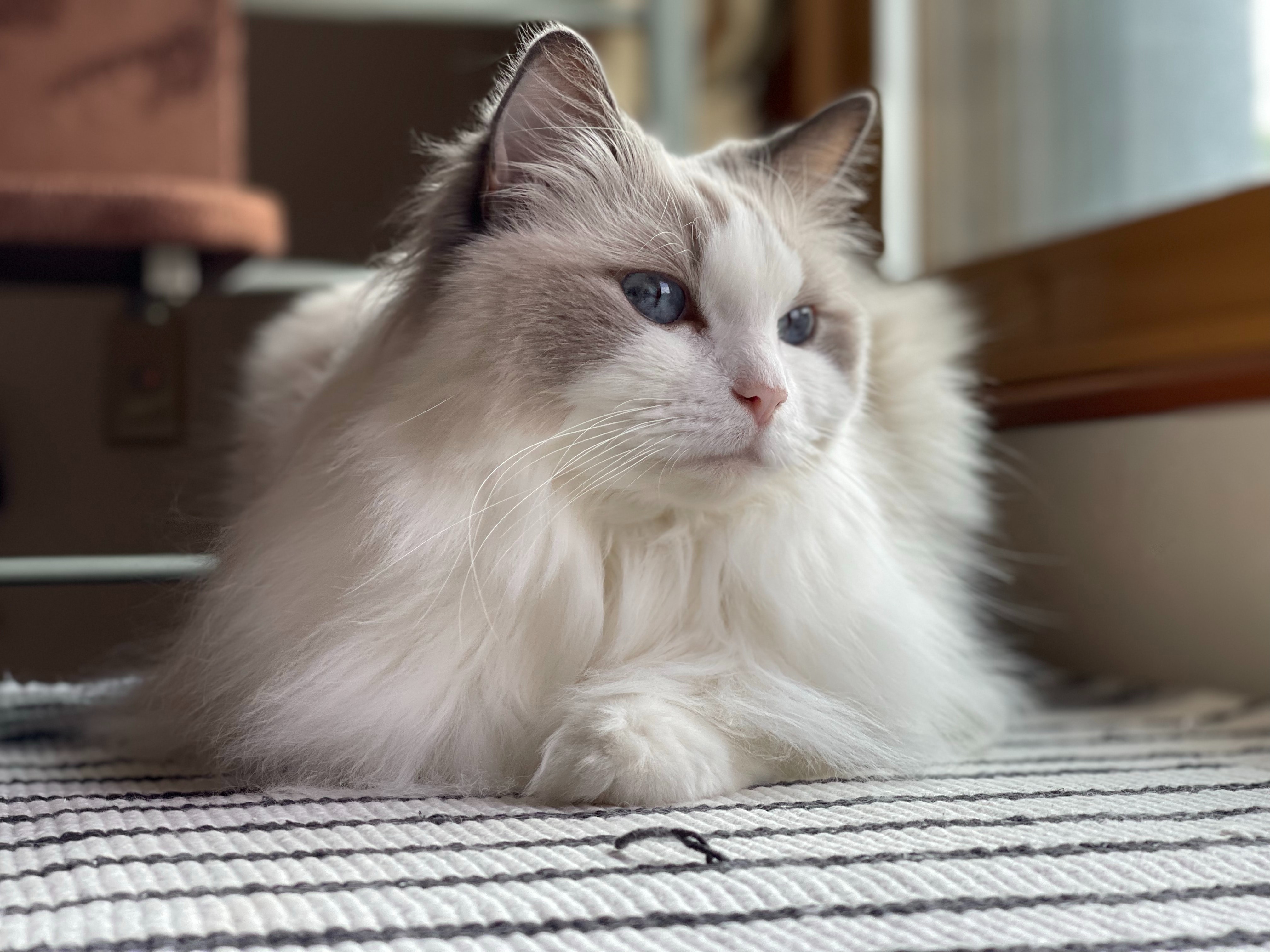 Ragdoll gato