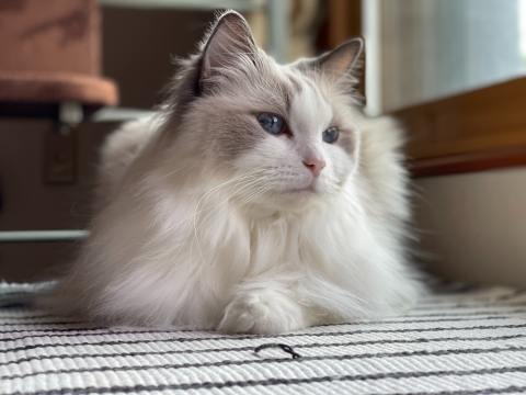 ¿Por qué se dice que los gatos tienen siete vidas?