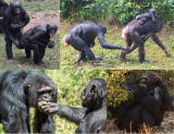 Antes de los humanos, los grandes simios ya usaban el tacto para mantener la paz