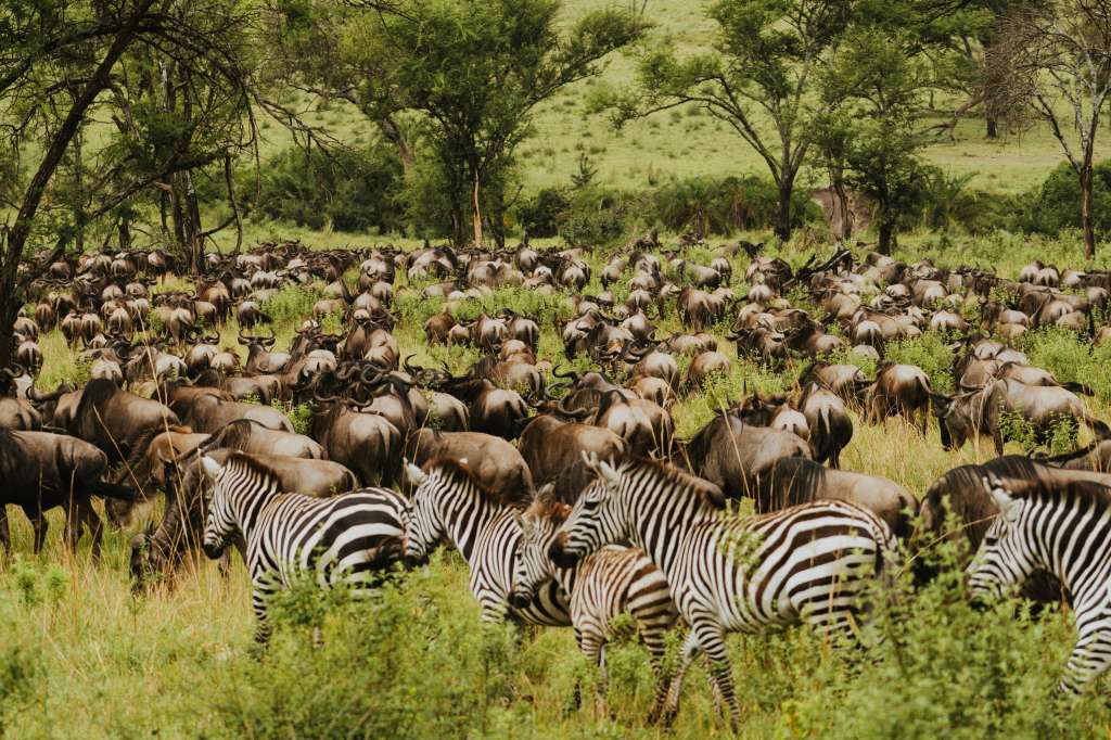 La Gran Migración en el Serengeti de Tanzania es uno de los espectáculos naturales más impresionantes del mundo.
