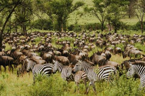¿Cuál es la mejor época para viajar a África? Planes imperdibles
