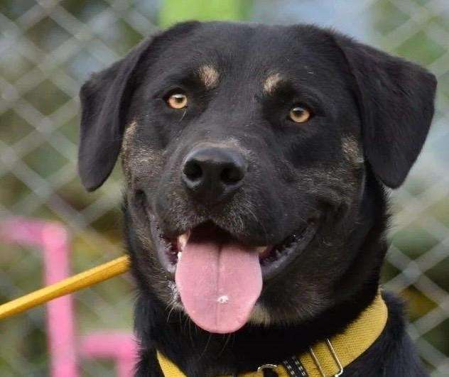 Buscan hogar para Zeus, el perro que llegó cachorro y ha envejecido en una fundación