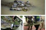 Confiscan un cocodrilo a un particular en Indonesia