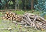 Vecinos de Kennedy dicen que los dejaron plantados en audiencia sobre el Bosque de Bavaria