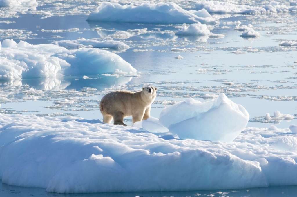 Un oso polar del sureste de Groenlandia sobre un glaciar, o hielo de agua dulce, a 61 grados norte en septiembre de 2016.
