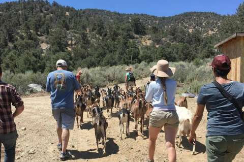 El nuevo negocio que se inventaron en Estados Unidos: cobrar por pasear cabras