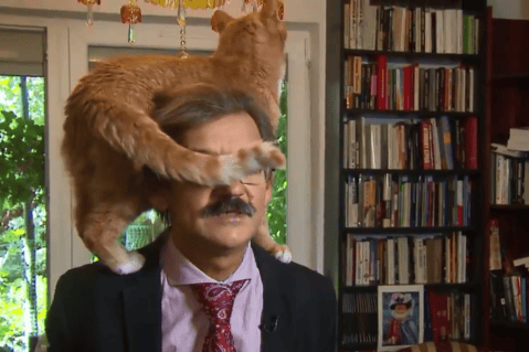 Académico fue interrumpido por su gato en plena entrevista