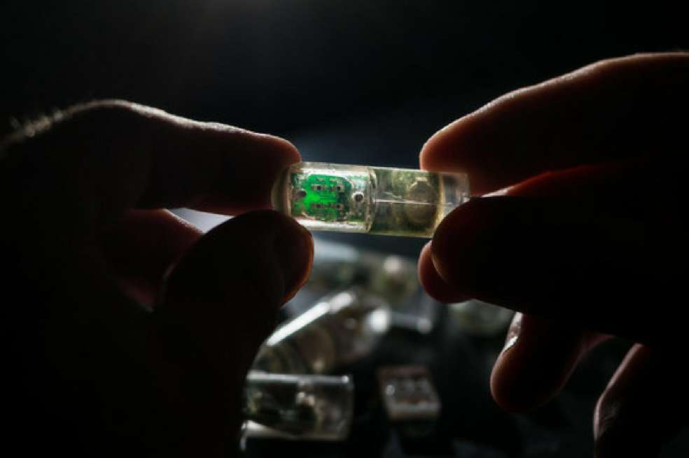 El sensor es cilíndrico y mide 3,8 centímetros de longitud. Se ha probado en cerdos y ahora los investigadores están trabajando en la reducción del tamaño para su futuro uso en humanos. / Lillie Paquette / MIT