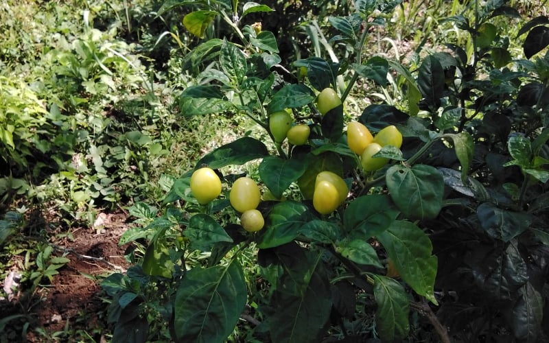 Cultivo de ají de la chagra de Nancy.