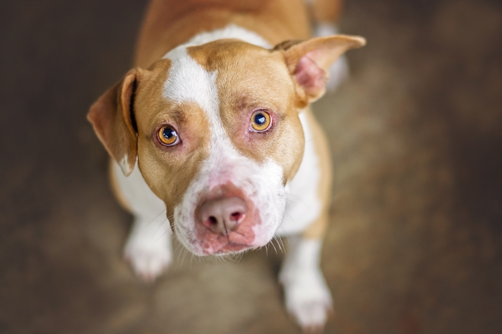 Recuerde que la crianza es fundamental para que el perro no se considere peligroso.