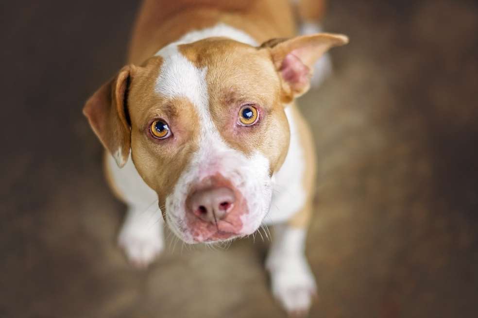 Los pitbull son los perros más abandonados del país. / Getty Images