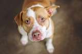 ¿Cómo cambiar la mala imagen de los Pitbull?