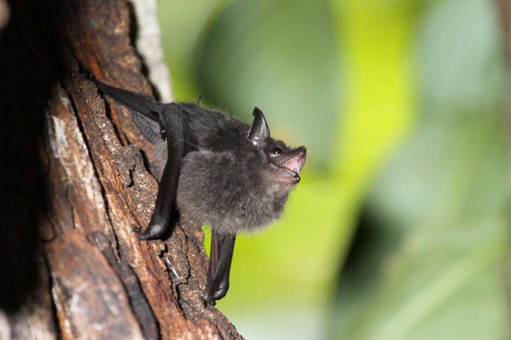 Cría de Saccopteryx bilineata balbuceando en el dormidero diurno.