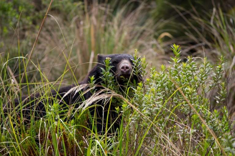 Los osos andinos habitan en la cordillera de los Andes, dispersan semillas, ayudan a la regeneración de los ecosistemas. Además, esta especie hace sus nidos en los árboles lo que permite el paso de la luz facilitando la germinación de nuevas plantas.