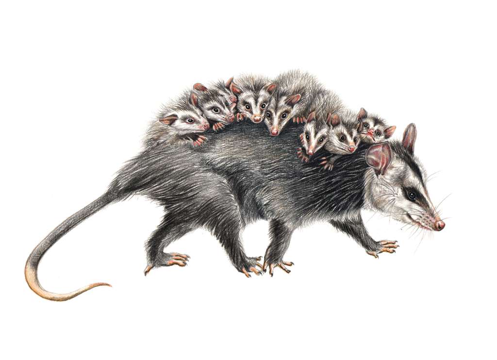 Las cámaras trampa de la reserva Santuario Norte, en Chía, además de captar el regreso del zorro cangrejero (Cerdocyon thous), captaro zarigueyas, tigrillos, aces y reptiles.