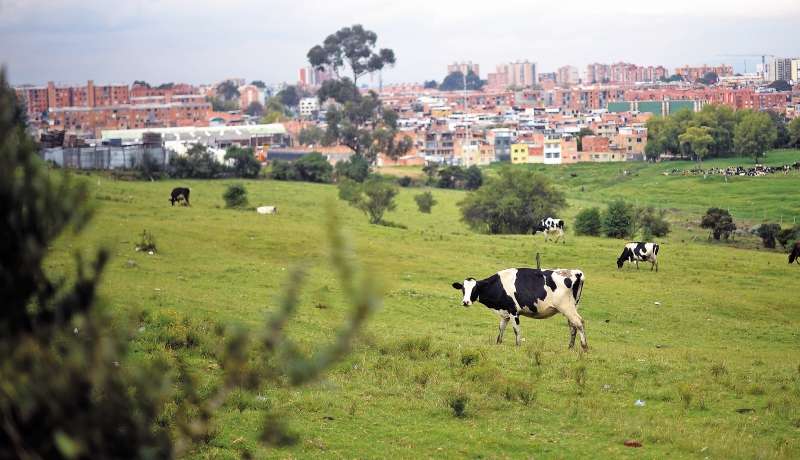 La reserva Forestal Thomas van der Hammen tiene 1.400 hectáreas, de las cuales las mayorías están ocupadas y destinadas a usos alejados de la conservación.