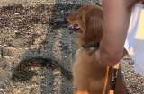 Golden retriever explora la playa por primera vez y cautiva con su energía (video)