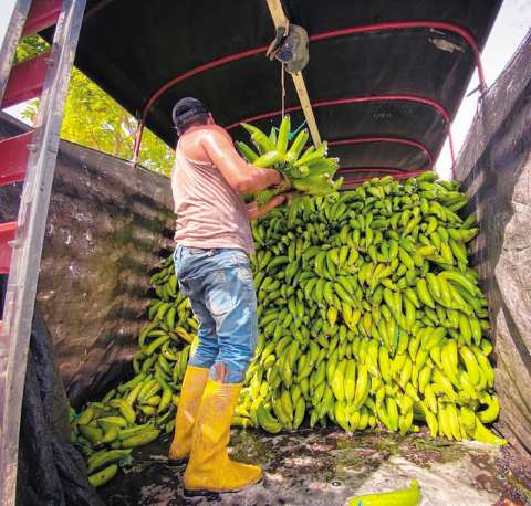 Arauca: la estrella en la producción de plátano