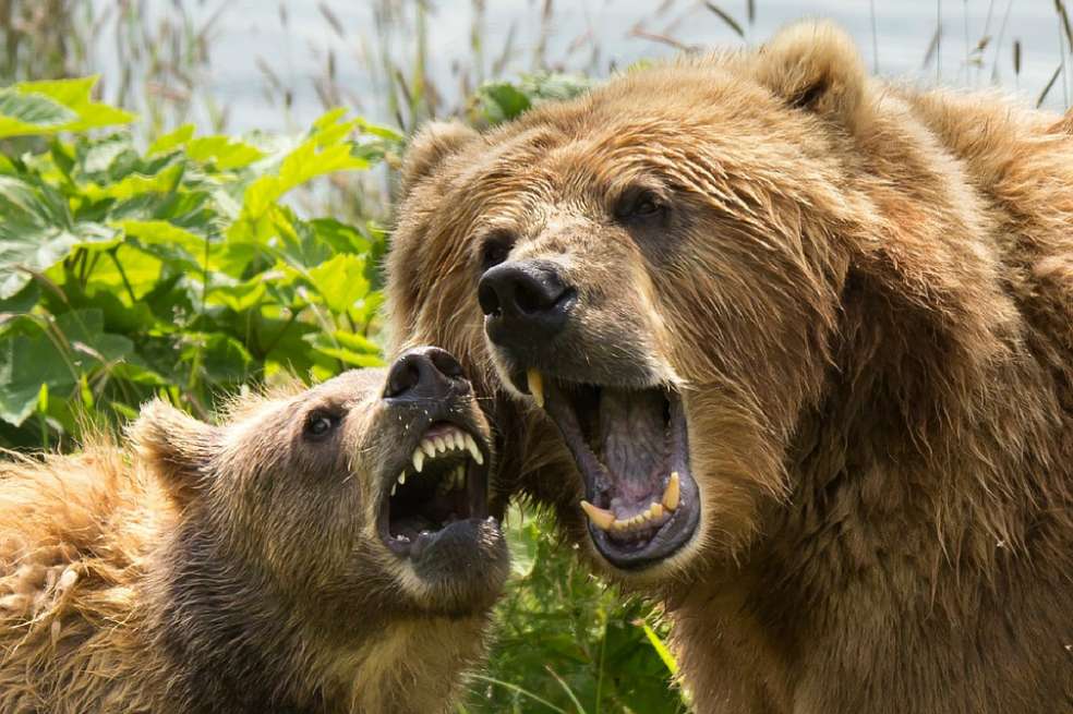Más de la mitad de sus presas son crías de alces y caribú mientras que la alimentación vegetal supone un 20% y los alces adultos un 12%. / Pixabay: skeeze