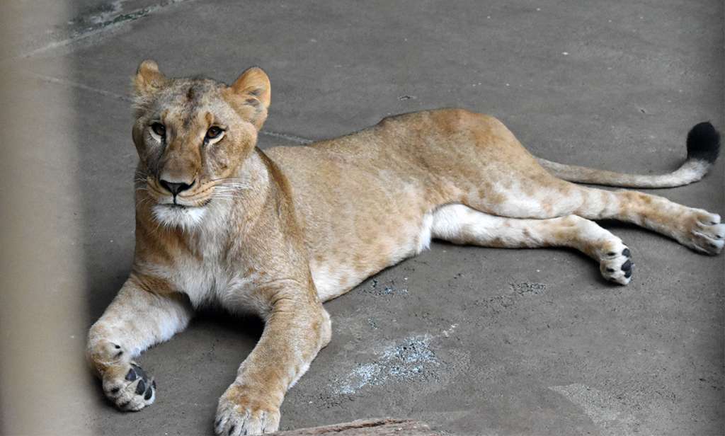 Las leonas empezaron a perder el apetito y la capacidad para mantenerse en pie.