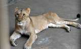 Tres leonas mueren en un zoológico de Tokio, en medio de la ola de calor que atraviesa Japón