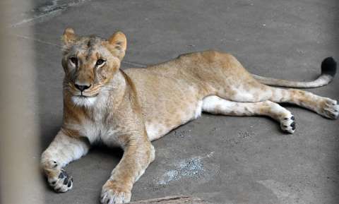 Tres leonas mueren en un zoológico de Tokio, en medio de la ola de calor que atraviesa Japón