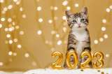 Doce propósitos de Año Nuevo con su mascota