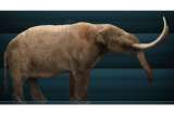 Fósil de mastodonte revela que los humanos cazaban megafauna desde hace 13,900 años