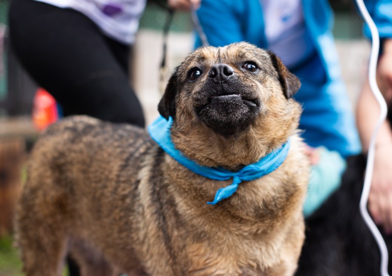 ¡Agéndese! Este 4 de junio se realizará gran jornada de adopción responsable
