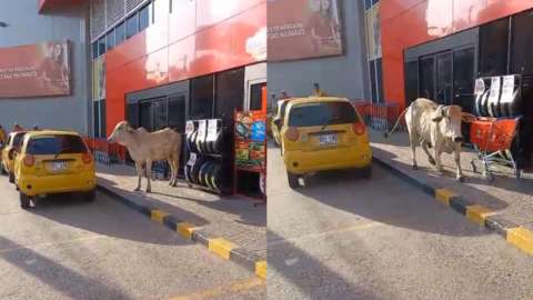(Video) Vaca causó caos en Sincelejo: se metió a comercios y detuvo el tráfico