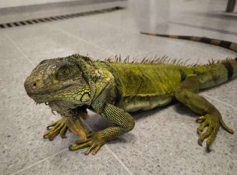 El sufrimiento de una iguana y tres tortugas luego de vivir 25 años como mascotas