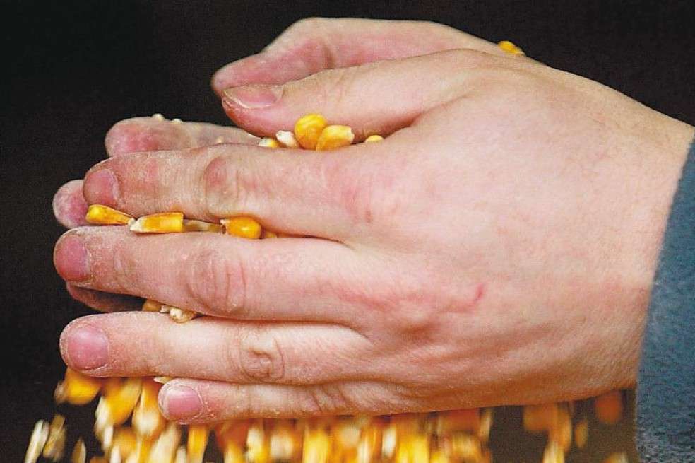 En el mundo hay 14 productos cultivados con semillas transgénicas.