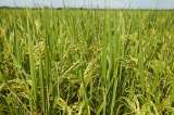 Rentabilidad del arroz y el recurso parafiscal: las tensiones de Minagricultura y Fedearroz