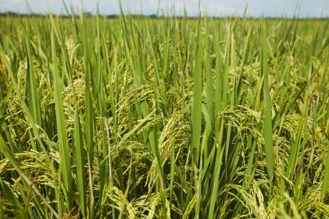 Rentabilidad del arroz y el recurso parafiscal: las tensiones de Minagricultura y Fedearroz