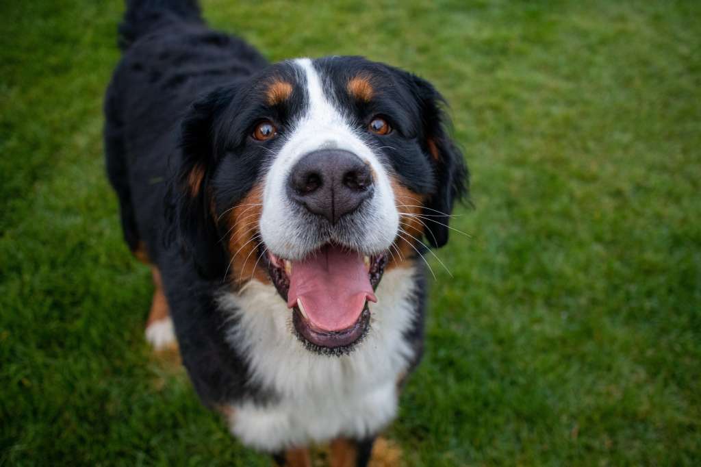¿Cuál es la raza de perros más alta que existe?