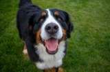 ¿Qué hay que tener en cuenta al adoptar un perro?