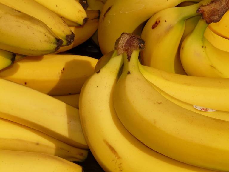 Instalan puestos de mando en Magdalena y Urabá ante sospecha de hongo en cultivos de banano