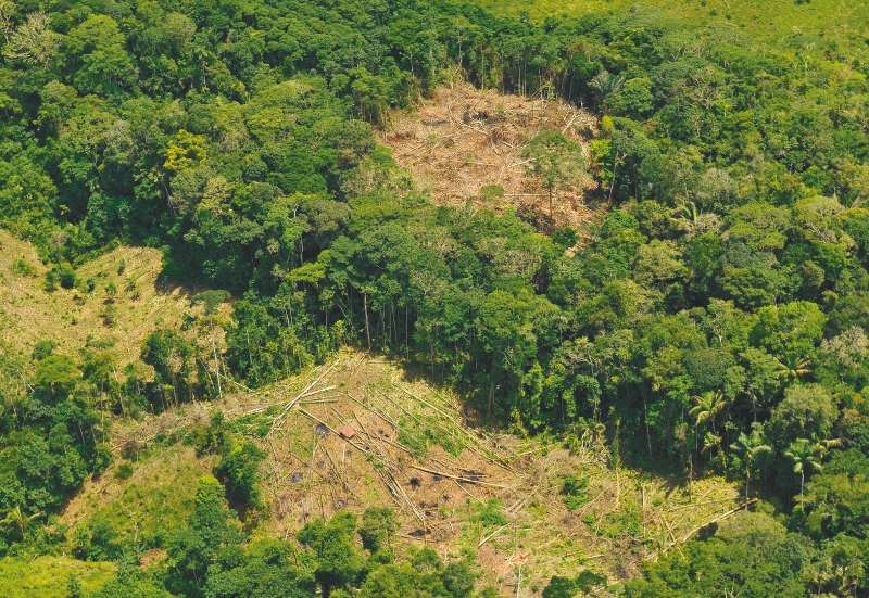 Mañana el Ideam presentará las nuevas cifras de deforestación en 2015. / Foto: Archivo