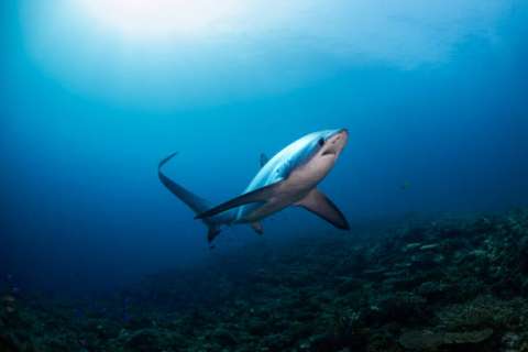 Pesca de tiburones: un difícil asunto en el que ni Duque ni Petro aciertan
