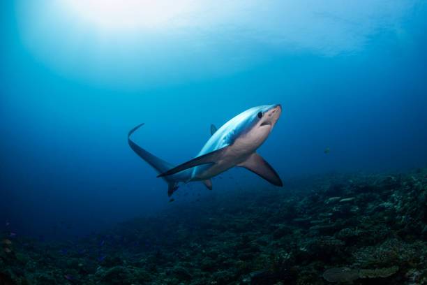 Lo más temido de este tiburón no son sus dientes: caza con un gran “azote de cola”
