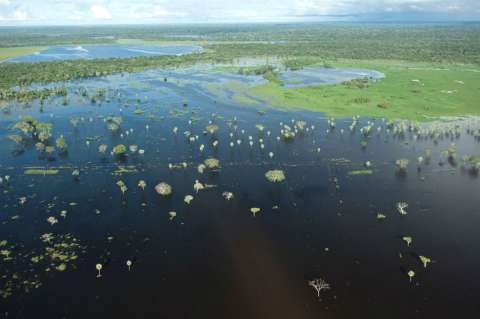 En la Amazonía hay tres veces más árboles de los que pensábamos