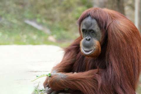 El orangután sigue en peligro: ha desaparecido el 25% de su población en los últimos 10 años