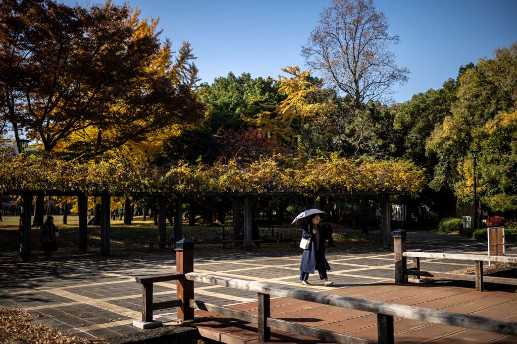 A woman walks past trees in autumn colour at a park outside Kiyosumi Garden in Tokyo on December 3, 2024.
