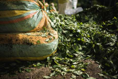 Año de transición Duque-Petro dejó más hectáreas de coca y mayor producción de cocaína