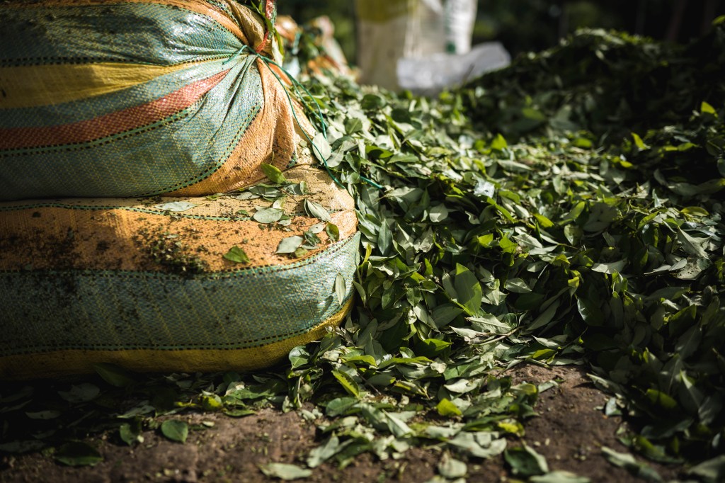 Año de transición Duque-Petro dejó más hectáreas de coca y mayor producción de cocaína