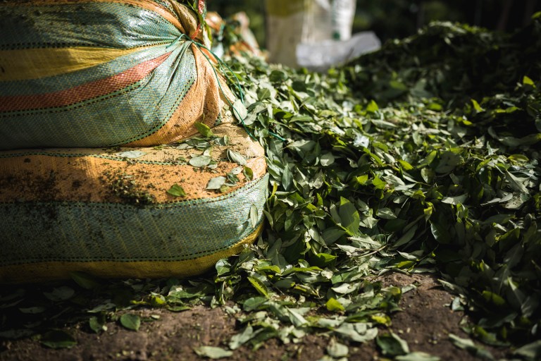 Año de transición Duque-Petro dejó más hectáreas de coca y mayor producción de cocaína